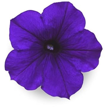 Blue Petunia - Complete Seed Pod Plugs with Plant Food - 10 Pods for Hydroponic Gardens, Click and Grow, Lettuce Grow and Outdoor Gardens