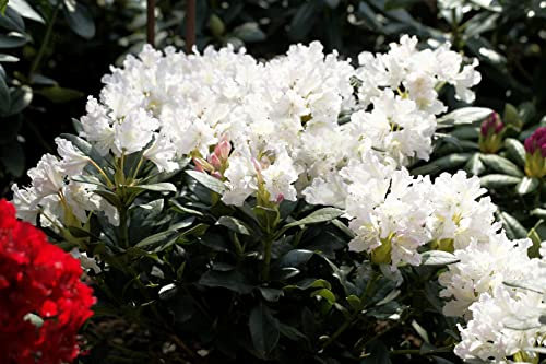 Rhododendron 'Cunningham's White' 90–100 cm – Winterhart, Immergrün, Mehrjährig – Rhododendron – Zierstrauch für Garten & Kübel