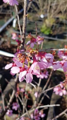Prunus incisa 'Paean' / Cerisier à fleurs du Japon nain/Godet/Arbuste d'ornement