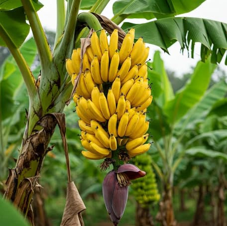70 semi di banana gialla