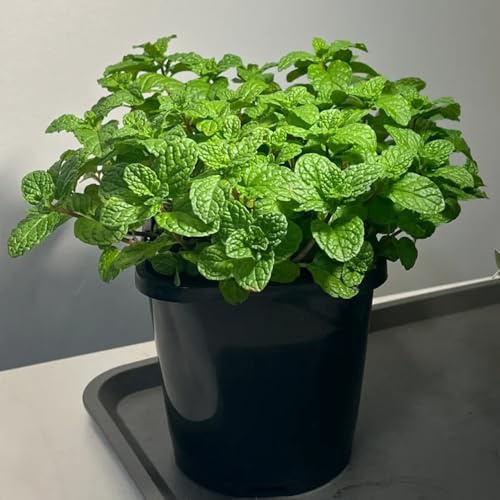 semi di menta verde, menta marocchina, copertura del terreno da giardino resistente in vaso da serra resistenti in vaso 500pcs