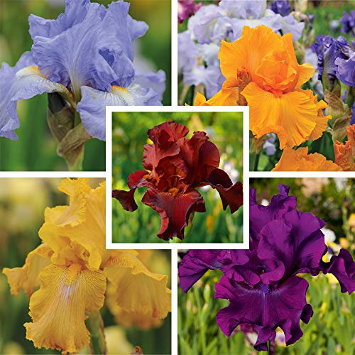 Mixed Colours Iris Hardy Summer-Flowering Bulbs, Ideal for Garden Borders, Easy to Grow, Flowers Twice Each Year, 10 x Bearded Iris Re-Blooming Collection Bulbs by Thompson & Morgan