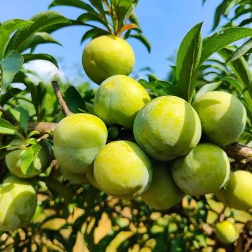 semillas de ciruelo - exóticas resistentes fresca 5pcs