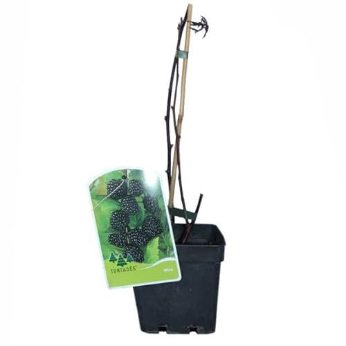 Planta de Futas del Bosque Natural - Zarzamora - Cultivo Exterior