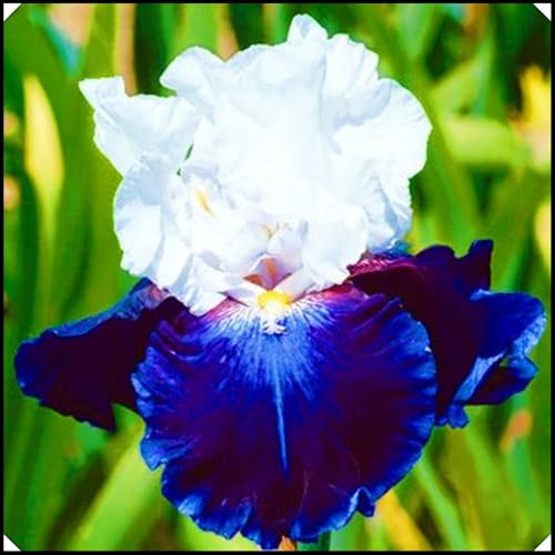 Iris Bulbs Iris Plants UK(Wedding Flowers,Garden Flowers,Ornamental Flowers,Hardy Perennial,Plant Bulbs,Cut Flowers)-6bulbs-d