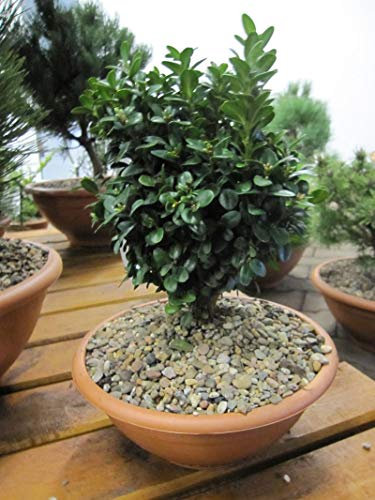 Buxus sempervirens Blauer Heinz - Buchsbaum Blauer Heinz - 15-20 cm