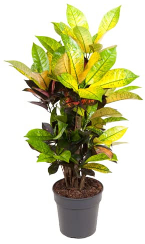 Plant in a Box - Codiaeum variegatum 'Mrs. Iceton' - Einzigartige Zimmerpflanze - Kroton - Wechselt langsam die Farbe - Topf 19cm - Höhe 60-70cm