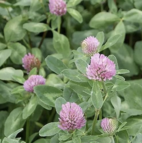 Red Clover Seed 100g Green Manure CSH