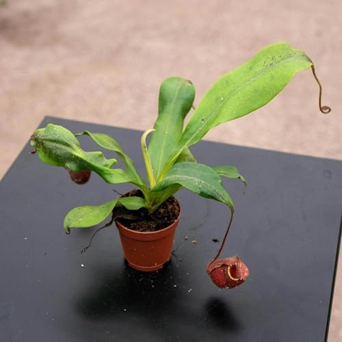 Black Barrel Carnivorous Pitcher Plant - 1 Live Starter Plant - Nepenthes Ventricosa X Ampullaries - Beautiful Bold Color Houseplant