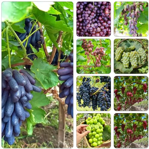 uva uvas - semillas orgánicas decoración semillas interior comprar bonsáis columnar reverdecimiento tejados balcón invernadero 450pcs