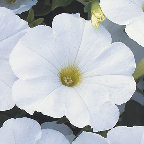 Petunia F1 Frenzy White | Colourful Flowering Bedding Plants for Sale - 6 Pack