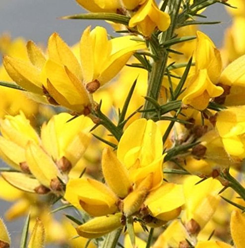Gefüllter Europäischer Stechginster 30-40cm - Ulex europaeus