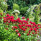 150 pcs indianernessel winterhart samen, kräuter samen, saatgut (Monarda didyma) stauden, samen winterhart garten hochbeet, garten-geschenke wildblumensamen, balkon schnittblumen samen,