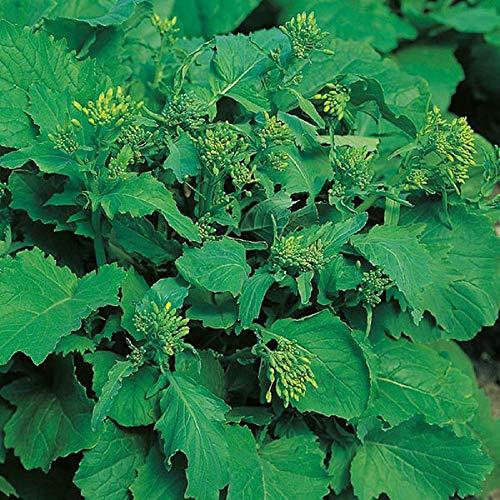 Broccoli Raab Seeds, Rapini, Heirloom, Non GMO, 200 Seeds, Delicious a Culinary Delight