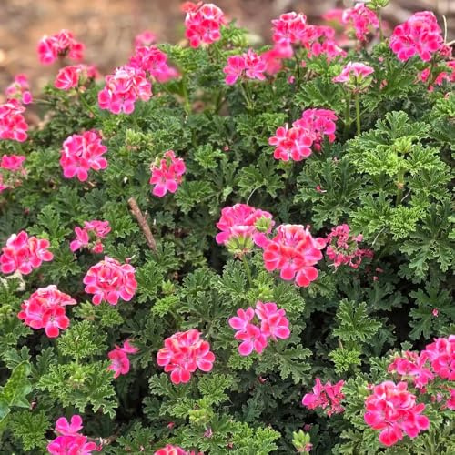 Pelargonium graveolens semi geranio limone estate cucina selvaggio balcone selvaggio primavera decorazione cucina giardino tagliati, autunno, 55pcs