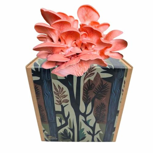 Myko Manufaktur Myko-Box Pilzzucht-Set – Rosenseitling – Grow Kit für zuhause – edle Designer-Boxen (Retrowald)