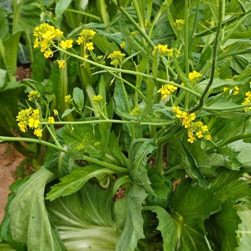 semillas de mostaza organicas - semillas balcón resistentes con de balcón resistentes oficina 300pcs