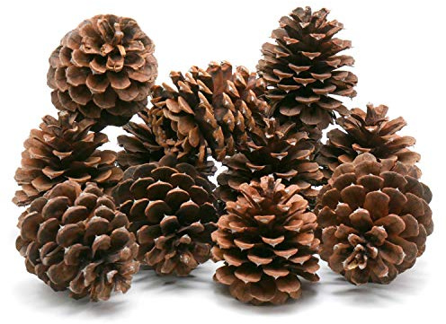 Review Outdoor Gear 5, 8, 10 or 12 Ponderosa Decorative 3 - 3.5 Pine Cones UNSCENTED Fall Winter Holiday Home Decor Vase Bowl Filler Displays Crafts (3 x 4, Quantity of 12)