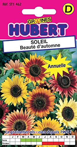 Graines de Soleil Beauté d'Automne - 2 grammes