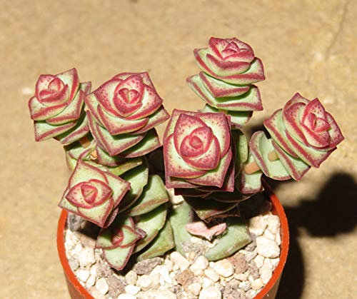 Portal Cool Crassula Marnieriana 1X Pianta grassa Taglio Clone 4Cm Propagazione Xpc