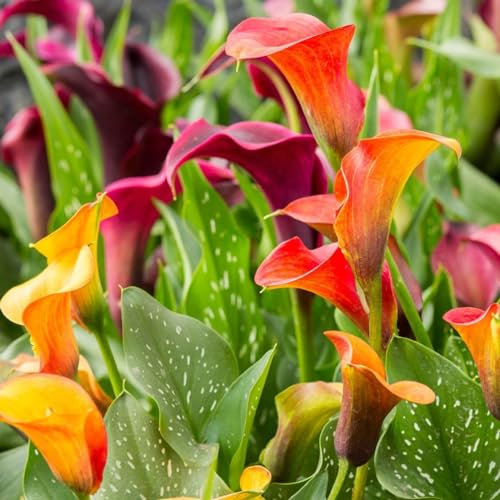 Calla Lily Bulbs-Calla Lily Bulbs for Planting Now UK,Garden Flowers,Wedding Flowers,Hardy Perennial,Plant Bulbs-2bulbs-e