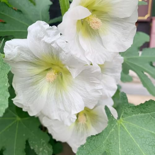 semillas de malva real - malvas reales de balcón originales malva loca semillas silvestres sombra jardín balcón Decoraciones otoñales un 150semillas