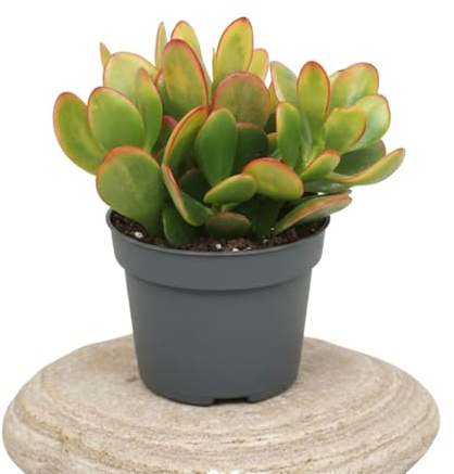 Árbol de Jade Crassula Ovata DECOALIVE con Maceta de 10 cm, Planta Natural Suculenta de 15 cm