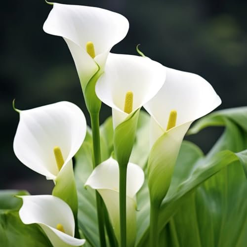 Calla Lily Bulbs Crop for Planting Now UK Strong Plants That Grow Well Mix Golden Jade Carving Feels Garden Beautiful Now Mixed