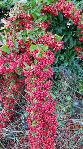 Pyracantha coccinea 'Red Column' / Buisson ardent rouge/Godet/Plante de Haie