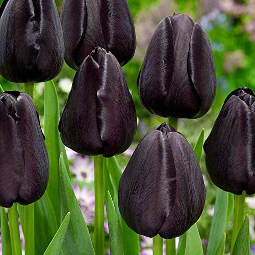 Tulipa Single Late - Spring Flowering Bulbs - Showy and Bright Colours - for Your Beautiful Garden (7 x Queen of Night)