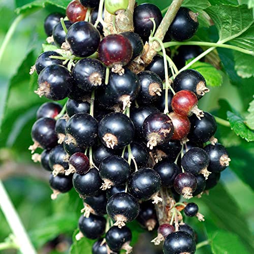 Blackcurrant Titania Outdoor Garden Small Fruit Trees in 9cm Plant Pot | Grow Your Own Organic Fruit (20-30cm Incl. Pot)