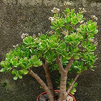 ric 20 Pz/Borsa Crassula Ovata Seme Crassula Oblique 'Gollum Piante Fogliame Coperte in Miniatura Pianta in Vaso Semi di Piante Succulente
