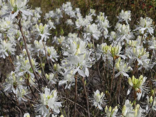 Weiße kanadische Azalee - Rhododendron canadense forma album