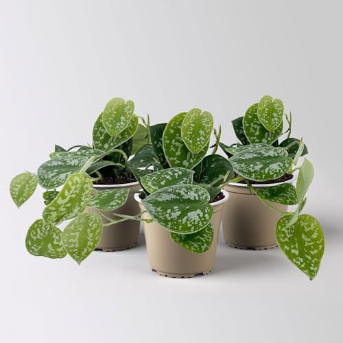 Gefleckte Efeutute 'Argyraeus', Topf-Ø 12 cm, 3 Pflanzen