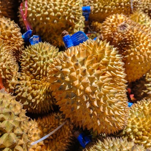 Semi di durian - serre da balcone raro vecchie varietà comprare da frutto frutto colonnari colonnare per gli amanti del giardino balcone per luoghi 5pcs