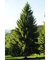 20 Semillas de Abeto Rojo (Picea Abies)