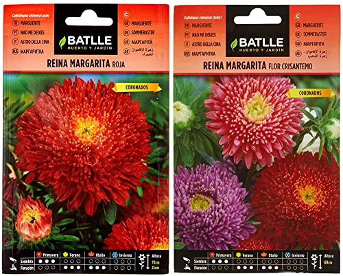 Reina Marg. Margaret Rojo & Reina Marg. FLOR CRISANTEMO