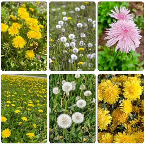 semillas de diente de león Cobertura resistente decoración jardín semillas para jardín verano 1000pcs