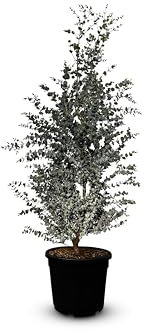 Sunny Tree - Eukalyptus - Gunnii 'Azura' Pflanze - 140 zentimeter - Winterhart