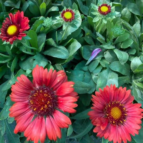 Semillas de Gaillardia, Semillas de manta, resistentes para el jardín variedades antiguas 200pcs