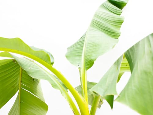 Platanera Natural +75cm de Altura Maceta Diámetro 17cm Planta Viva