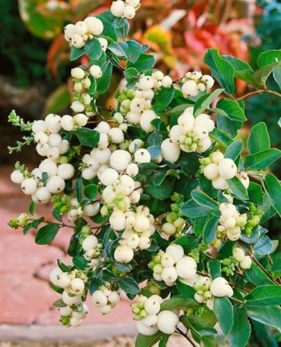 Symphoricarpos doorenbosii 'White Hedge' 60-100 cm - Schneebeere, weiße Beeren, Herbstfärbung, ideal für Hecken, pflegeleicht und winterhart