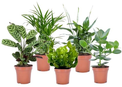 Plant in a Box - Set di 5 piante d'appartamento che purificano l'aria - Pokon - Vaso 12cm - Altezza 25-40cm - Areca, Asplenium, Clusia, Ctenanthe, Spathiphyllum