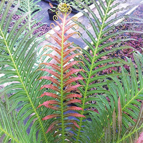 Fern Potted Plant Dwarf Patio Hardy, Blechnum Volcano with Colour Changing Leaves, Supplied as 2 x 9cm Blechnum Volcano (Dwarf Brazilian Tree Fern) Pots by Thompson & Morgan