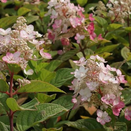 Vivai le Georgiche - Pianta vera di Hydrangea paniculata Magical Fire Hydrangea paniculata 'Bokraplume' Ortensia paniculata 'Magical Fire' - vaso Ø 18 cm