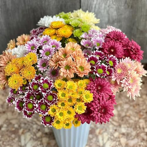 Margeritensamen - flower seeds Margeritensamen blumensaat gartenpflanzen balkon deko sommerblumen samen bodendecker winterhart mehrjährig blumen samen margeriten gänseblümchen samen 500pcs