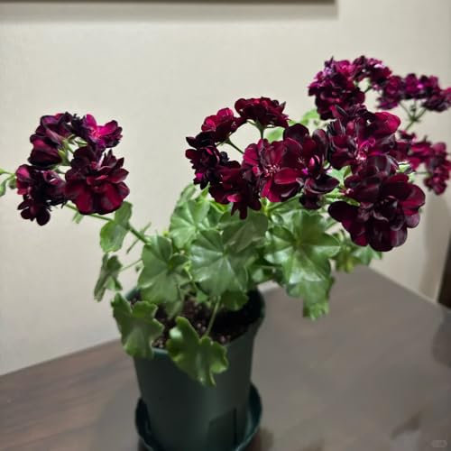 400 pcs geranien samen stehend, balkon blumensamen, balkonpflanzen frühblüher pflanzen, outdoor pflanzen blumensamen ostern, geschenk garten blüten, kräuterbeet 0 blumensaat, balkonpflanzen