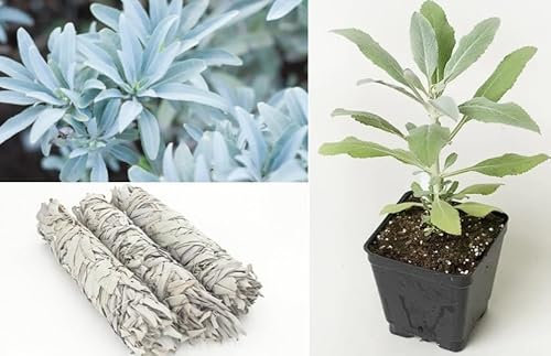 White Sage Seeds | Salvia Apiana | 50+ Seeds