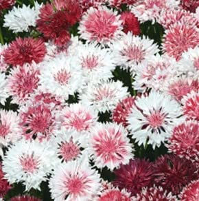 Cornflower Seeds 'Classic Romantic' Centaurea cyanus Blue-Bottle Bachelor's Buttons Hardy Annual Semi-Double Red Pink Blooms Easy to Grow Your Own Flowers (Approx. 200 Seeds) by Thompson and Morgan