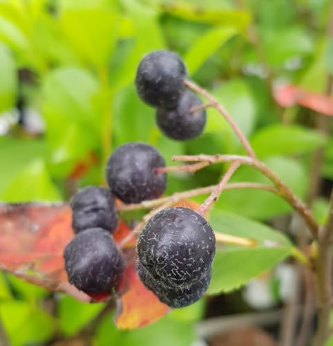 Aronia arbutifolia 'Brilliant' / Aronie à feuilles d'arbousier/Godet/Fruitier